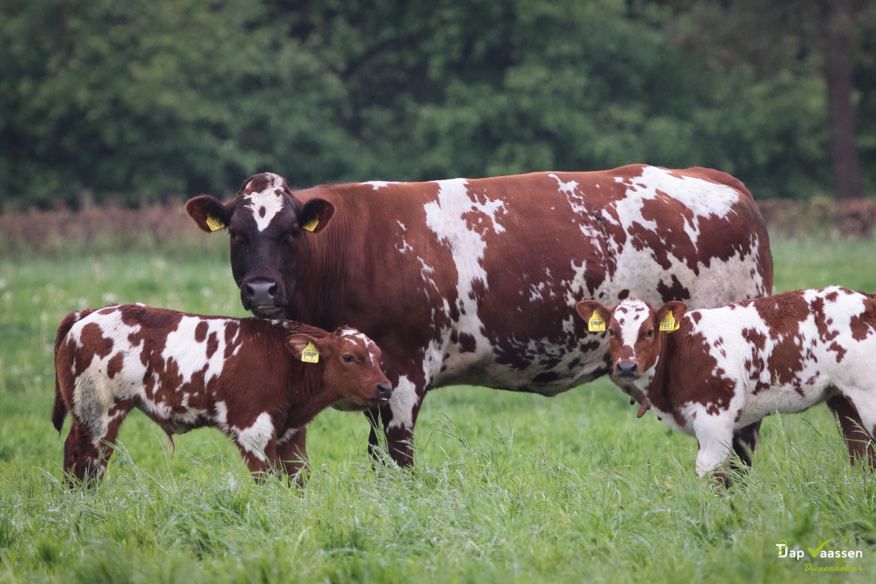 Landbouwhuisdieren